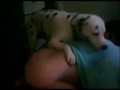 After lunch, a pretty woman is having sex with her dog.